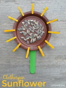 This paper plat sunflower is a great craft for kids to make in late summer and early fall. Squeezing clothespins is a great way to build and strengthen fine motor skills. preschool|kindergarten|flower|kid craft