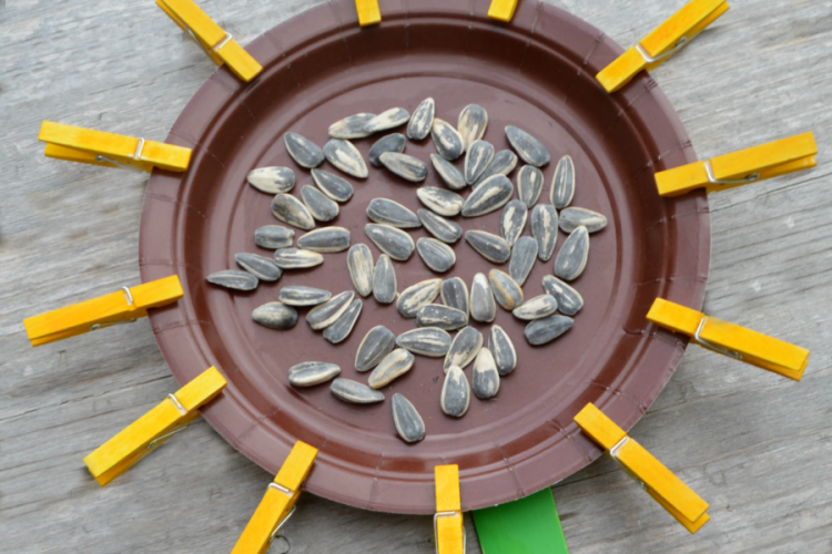 This paper plat sunflower is a great craft for kids to make in late summer and early fall. Squeezing clothespins is a great way to build and strengthen fine motor skills. preschool|kindergarten|flower|kid craft