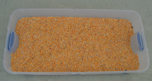 Fall Harvest Corn Sensory Bin