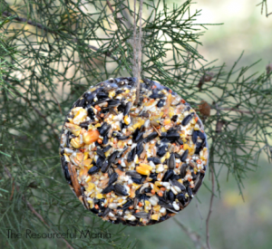 Homemade bird seed ornaments using shortening or lard. These make great Christmas gifts. Kids will love helping out with these.