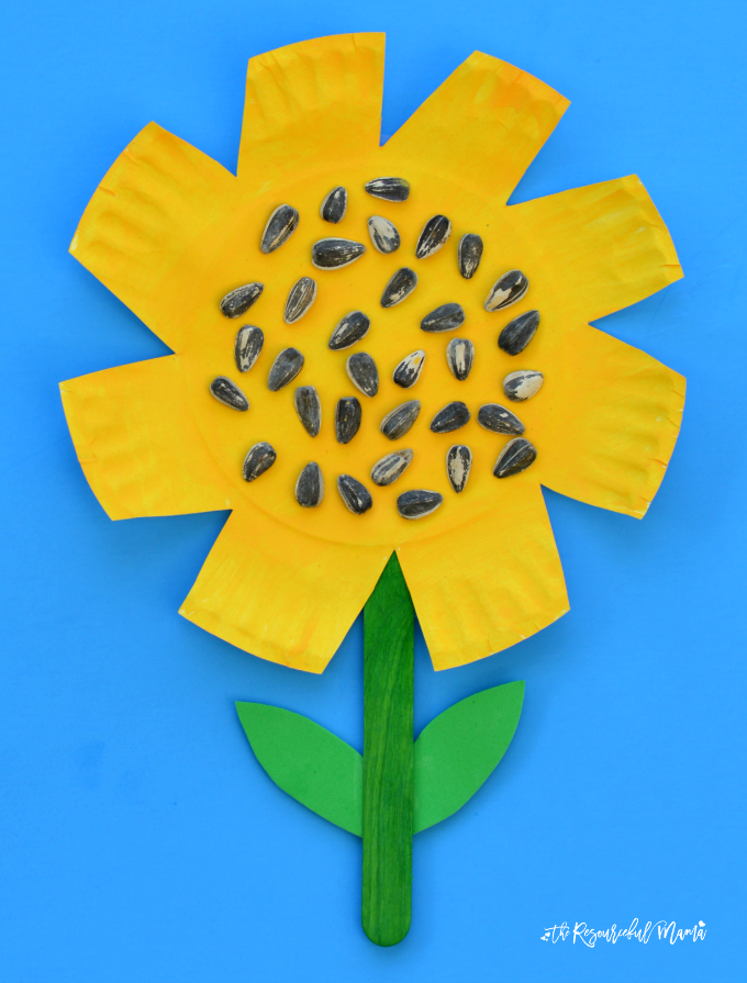 Kids work on scissor skills while making this paper plate sunflower craft. fall|preschool|kindergarten|summer|kid craft|fine motor skills