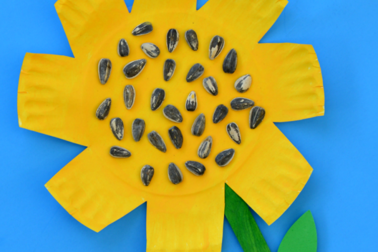 Kids work on scissor skills while making this paper plate sunflower craft. fall|preschool|kindergarten|summer|kid craft|fine motor skills