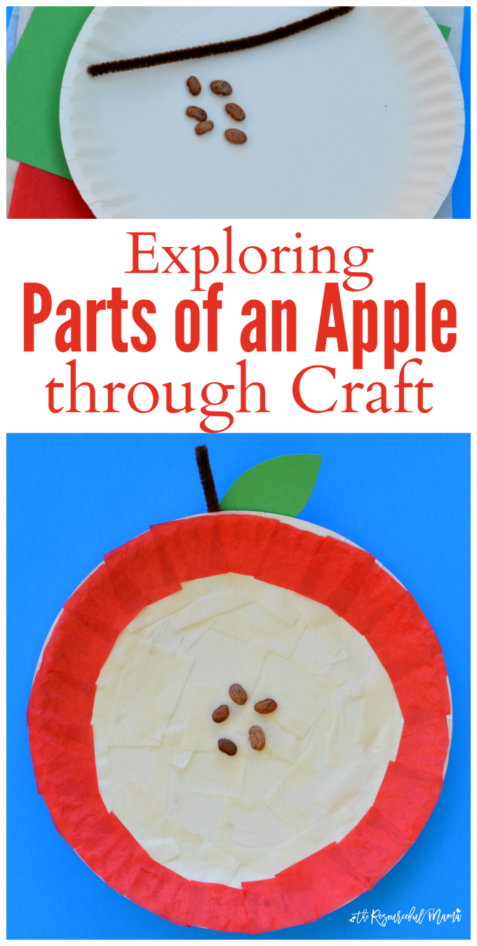 Crafting and science met in a hands on learning opportunity as you explore the parts of an apple. fall | apples | preschool | science | STEM