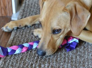 Make your own DIY dog toys by repurpsoing old tshirts. Great upcycle project for kids or adults.