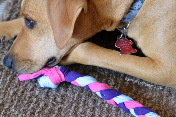 Make your own DIY dog toys by repurpsoing old tshirts. Great upcycle project for kids or adults.
